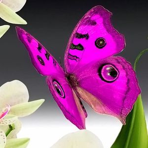 Meet your Posher, Maggie